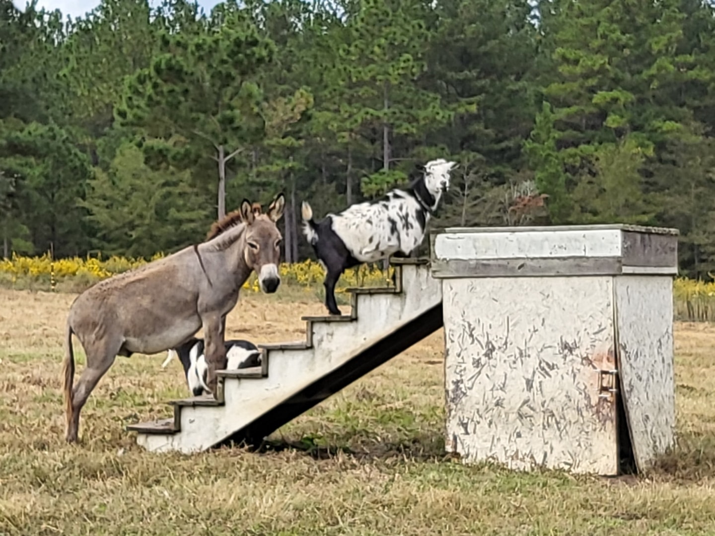 Harriet the Nigerian Dwarf at Wild Wind Sanctuary