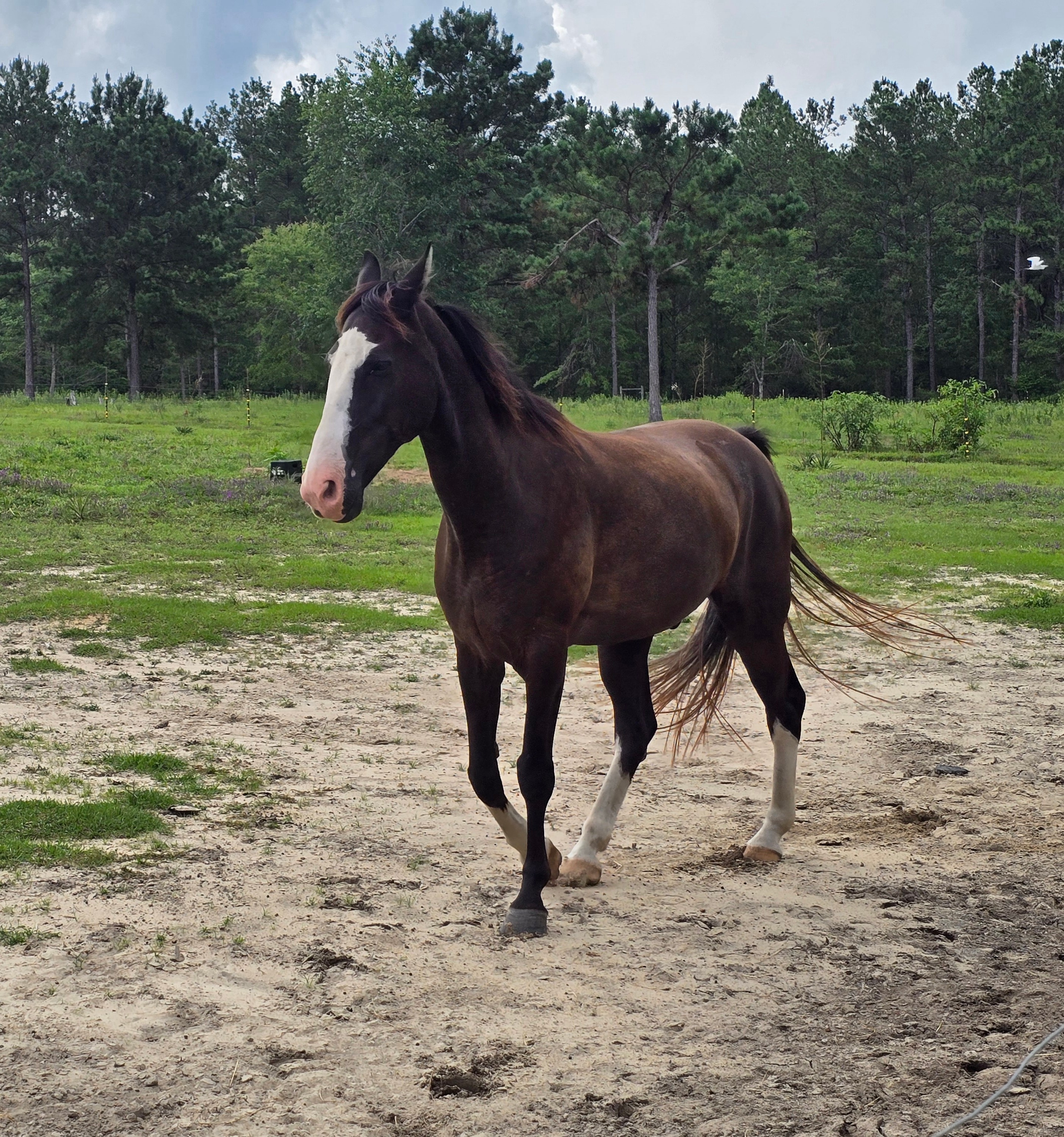 Jack, a rescued horse