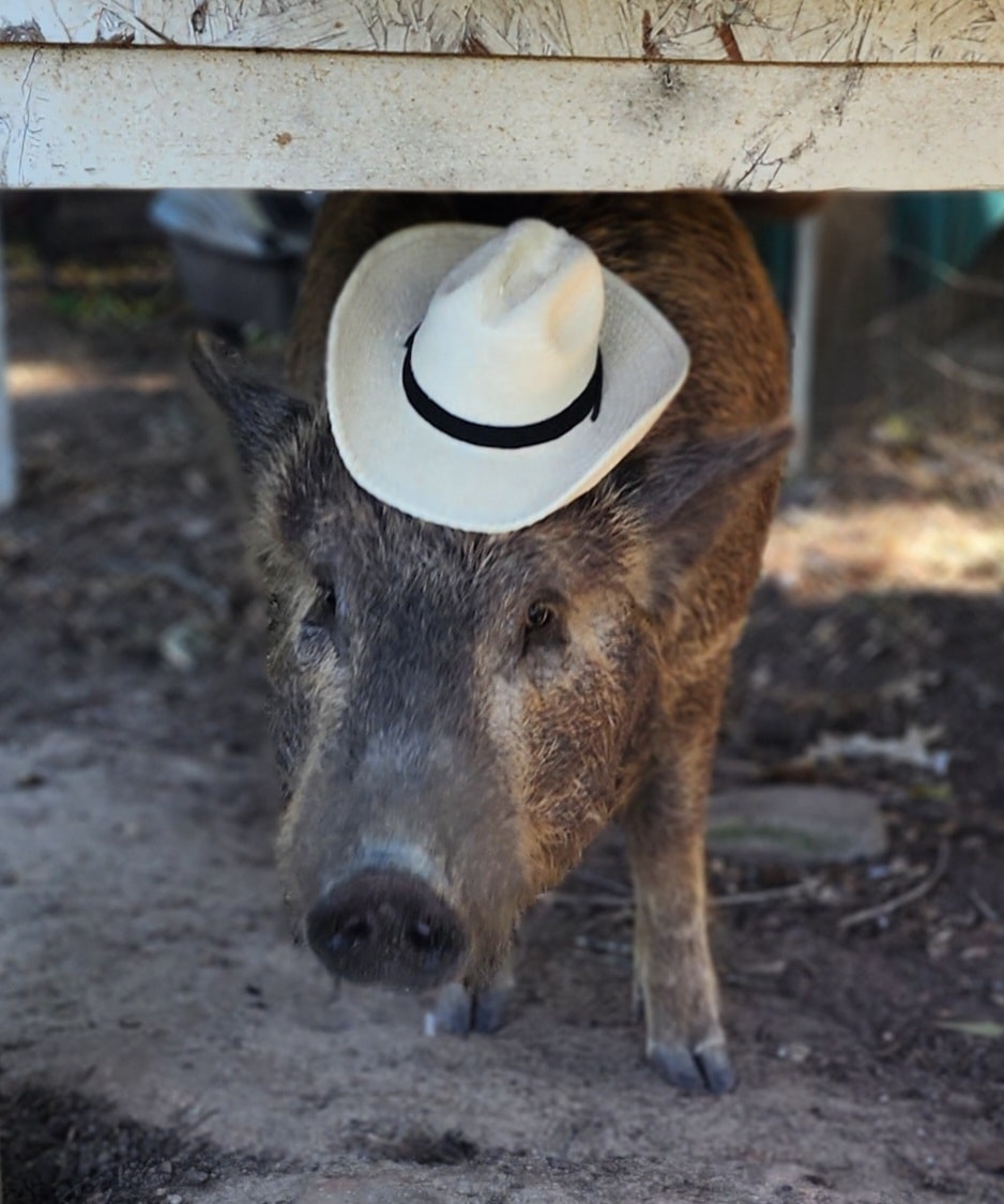 Peter, a rescued pig